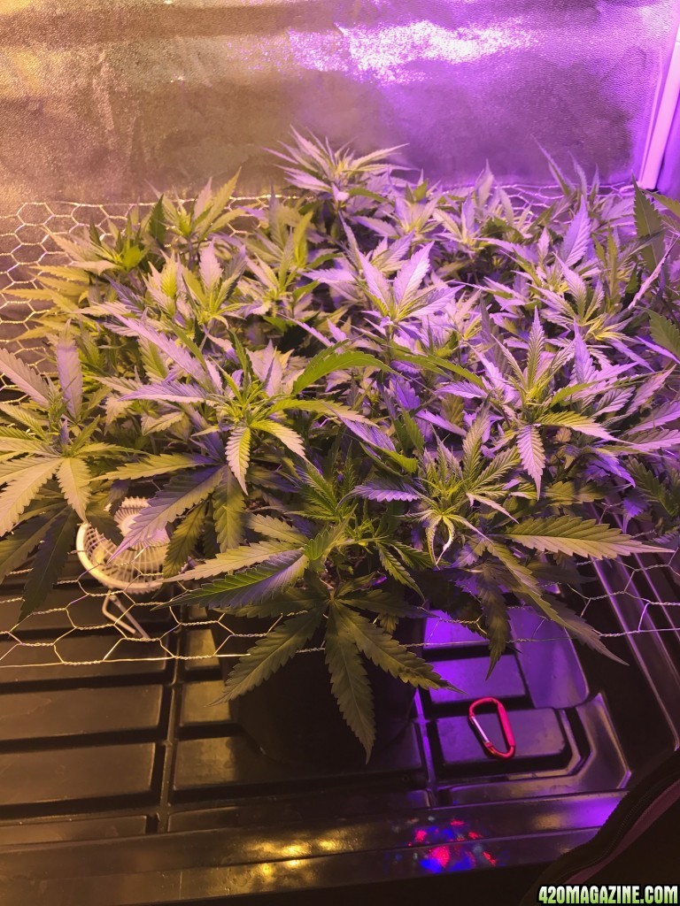 Tangie 1st day after 24 hrs of dark