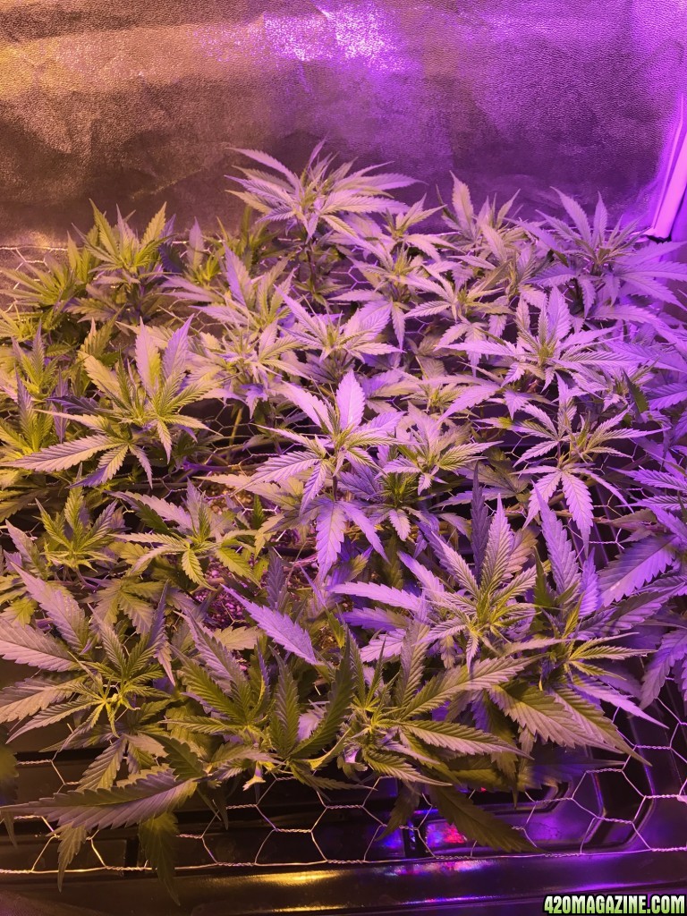 Tangie 5 days into flower