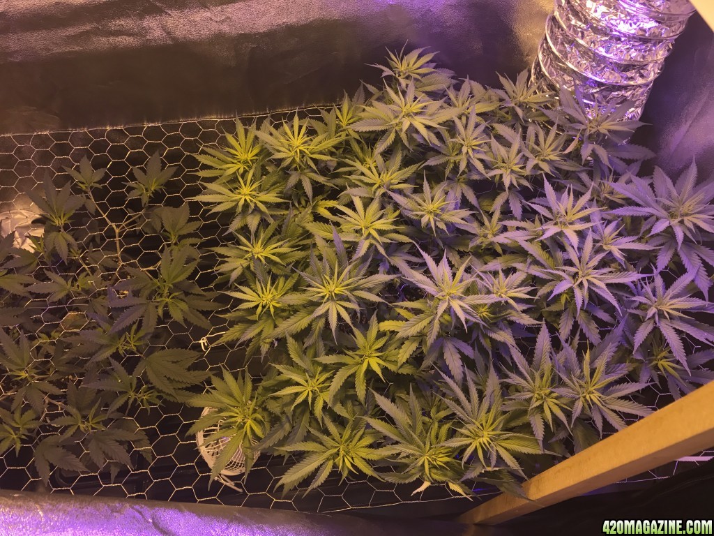 Tangie And Sour Diesel scrog