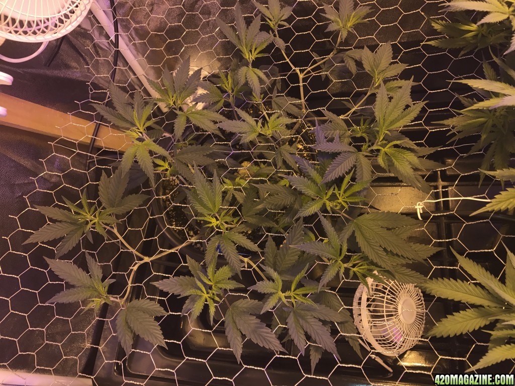 Tangie And Sour Diesel scrog