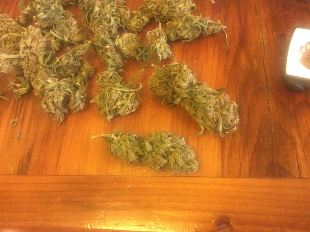 Tangie buds