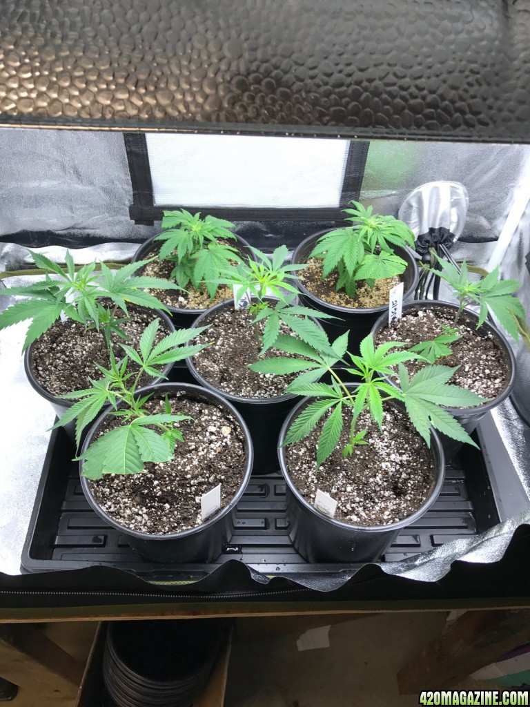 Tangie clones