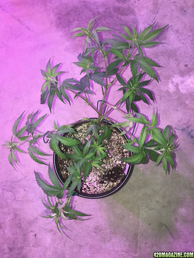 Tangie defol prep for scrog