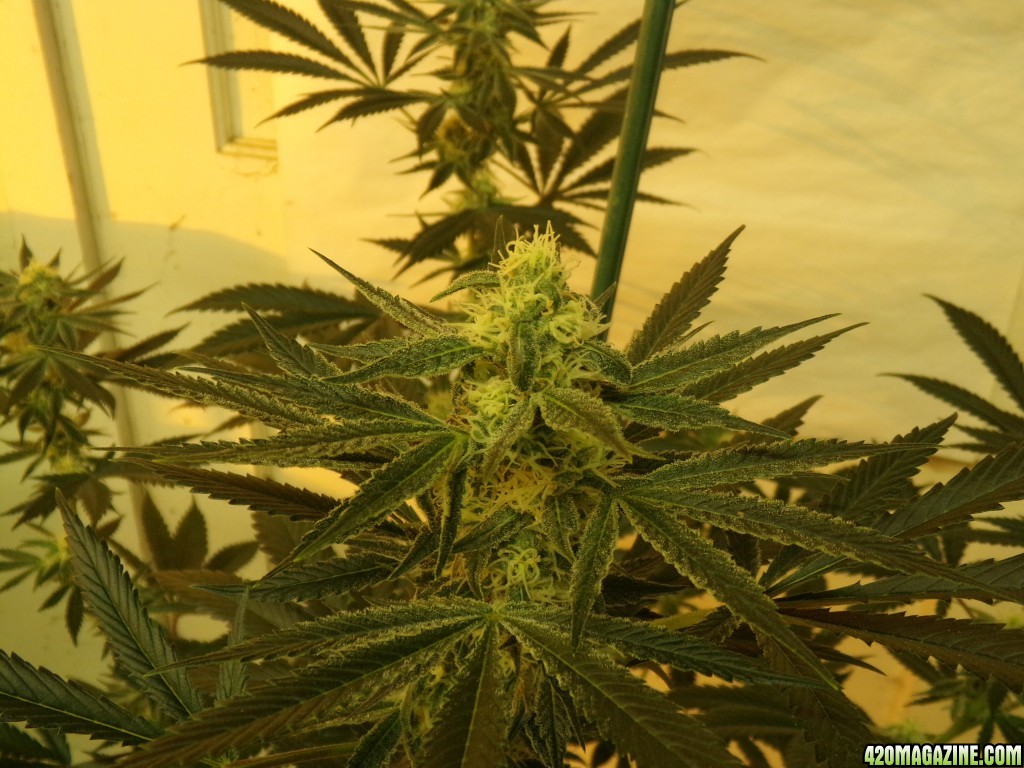 Tangie grow