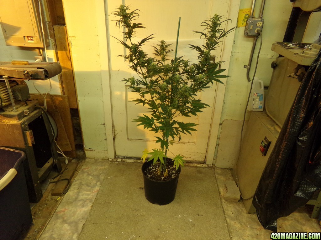 Tangie grow