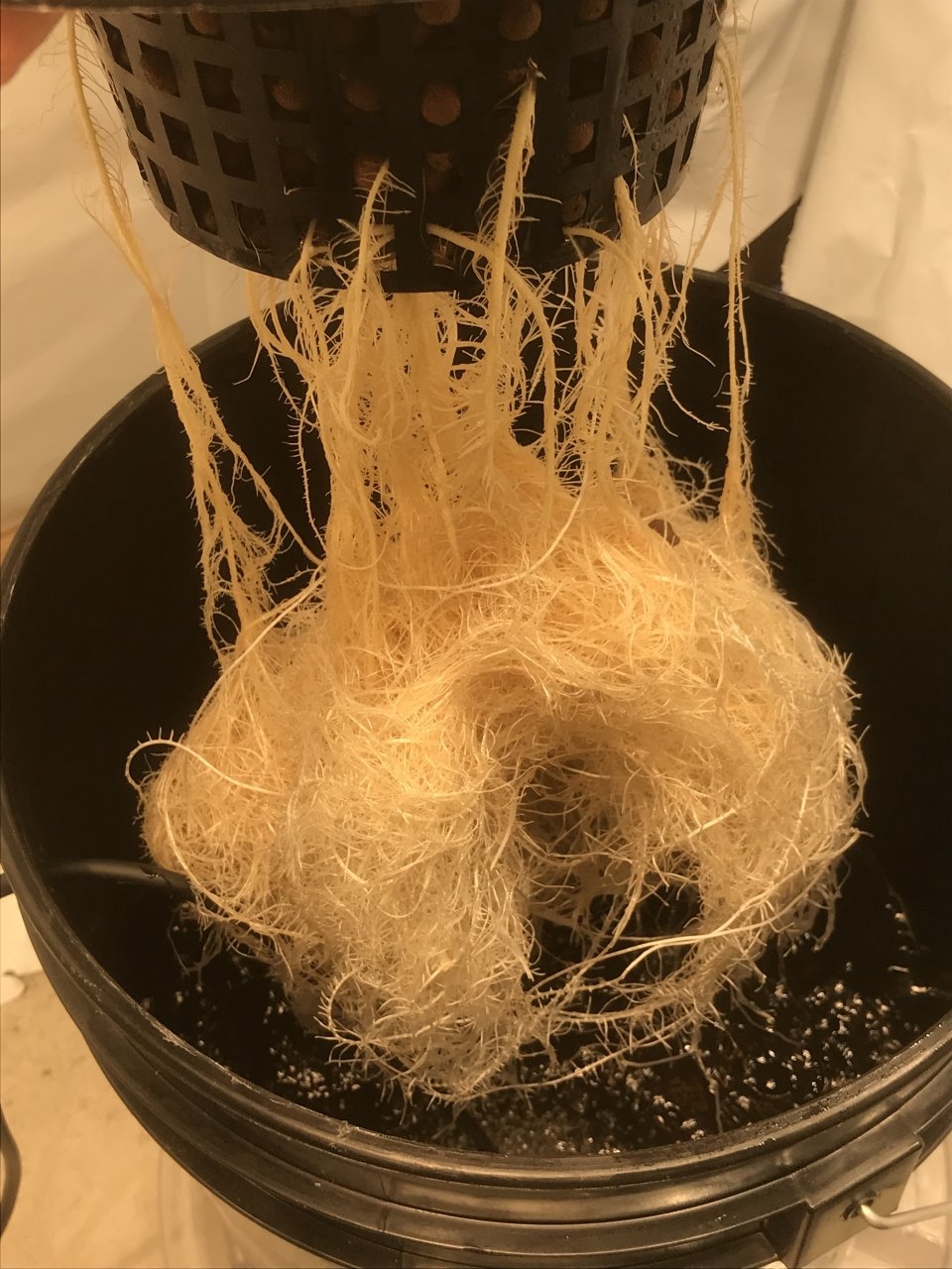 Tangie roots.jpeg