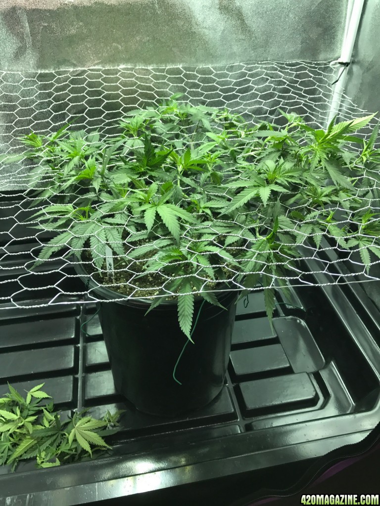 Tangie working into scrog