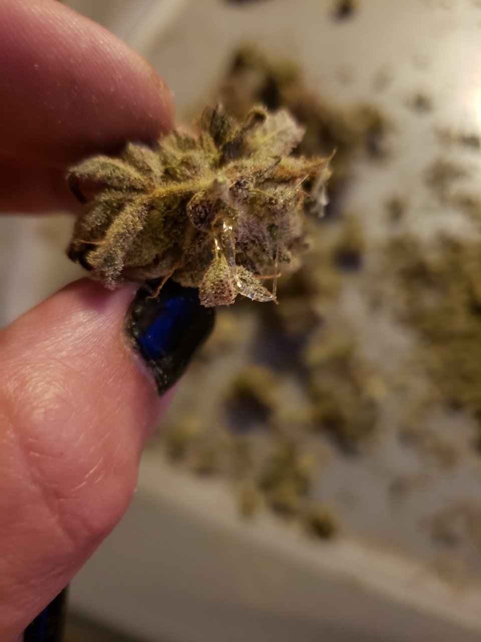 Tangy auto with clear resin leaking out of bud