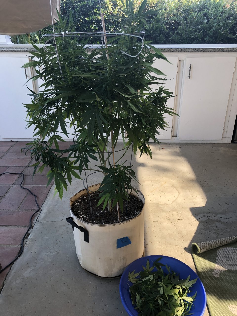 Tara 7.27 after trim