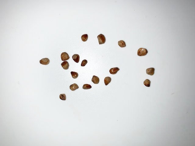 TBdope seeds3.jpg