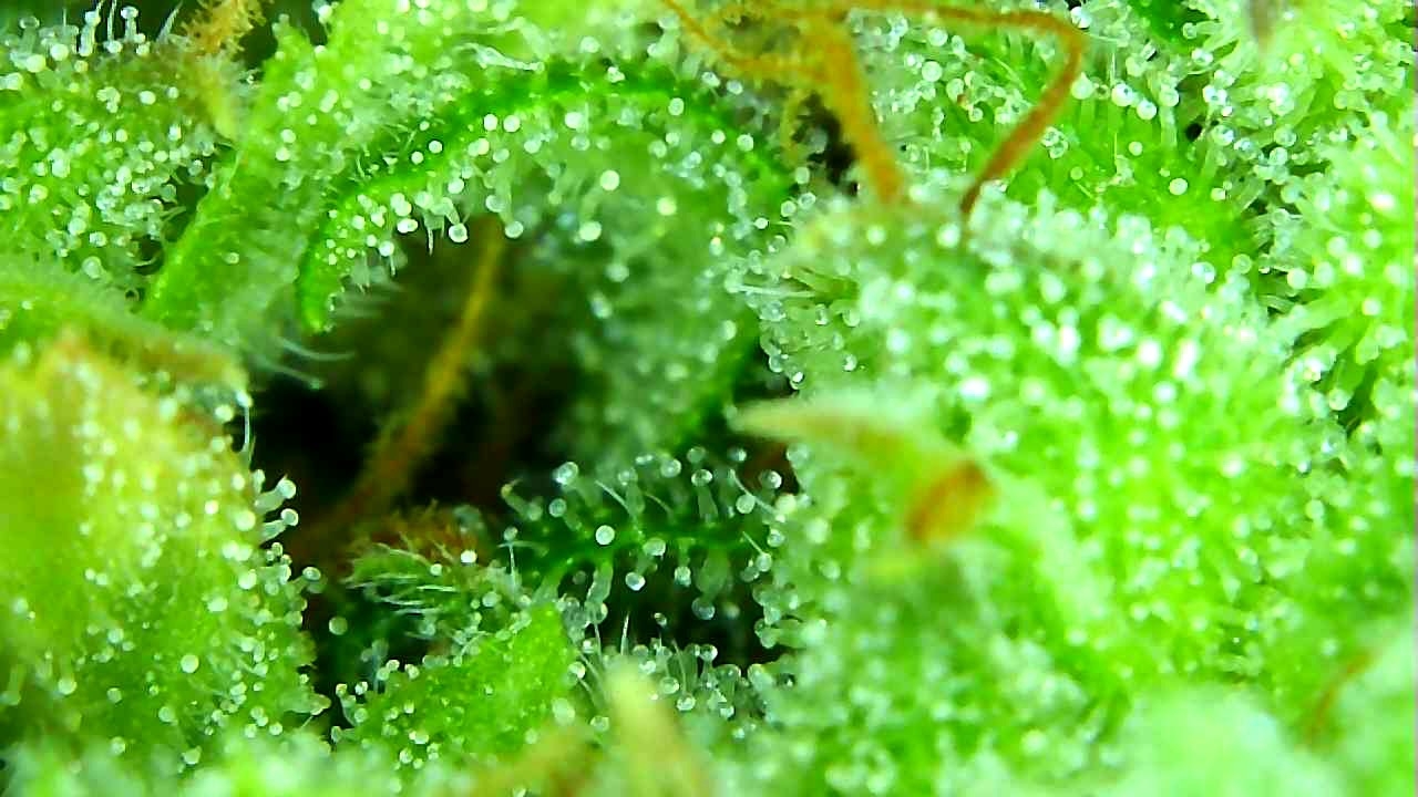 TD 2 Trichomes (2).JPG