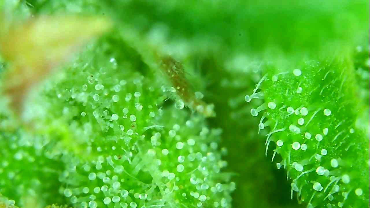 TD 2 Trichomes.JPG