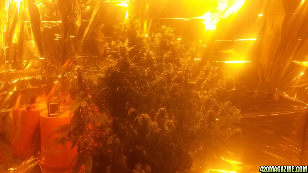 TD in flowering