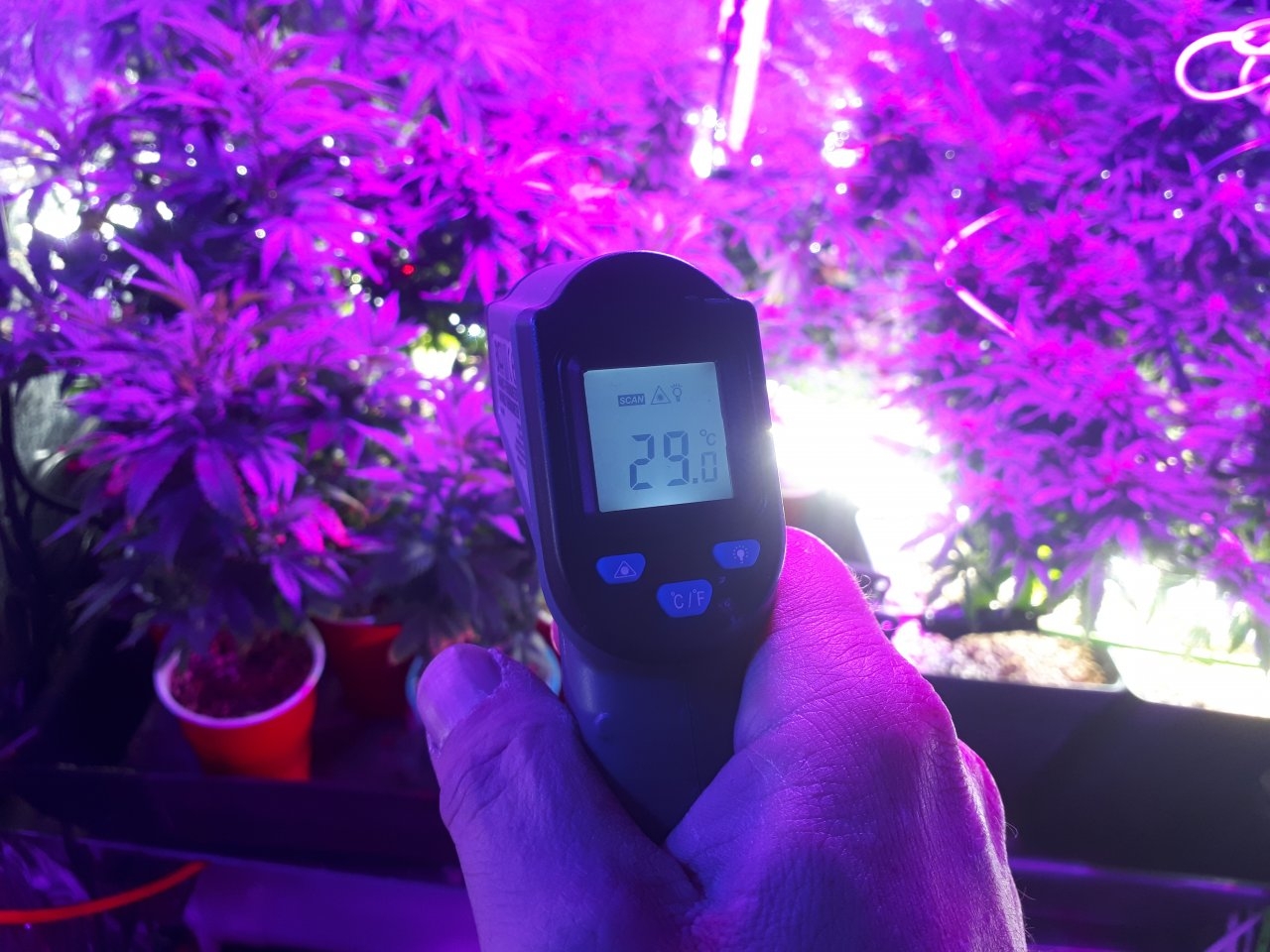 Temp at plant tips VEG.jpg