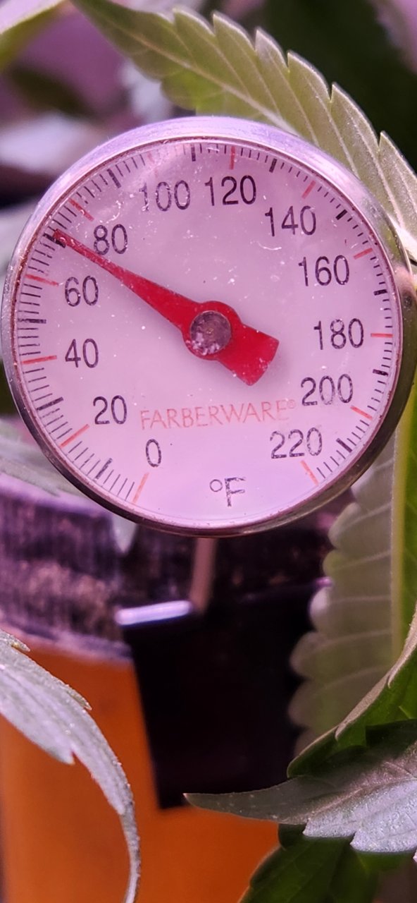 Temp in flower tent B