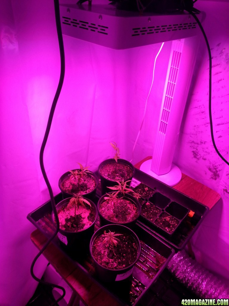 temporary veg room