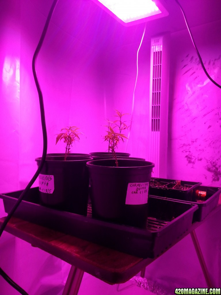 temporary veg room