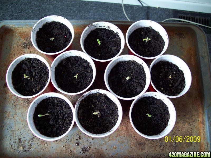 ten successful NL sprouts