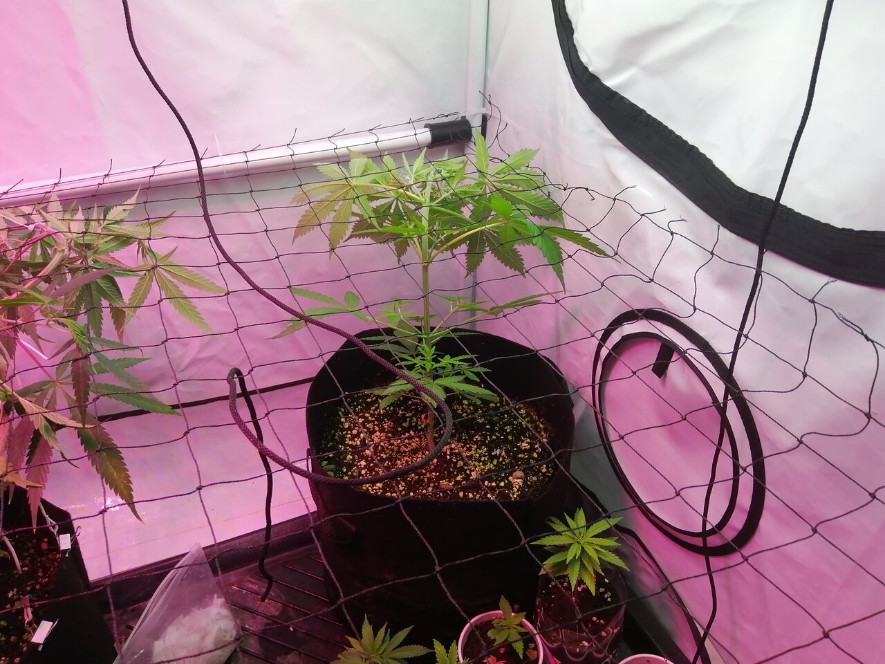 Tent #2 Multi Strain Scrog - RQS Sweet Skunk Auto