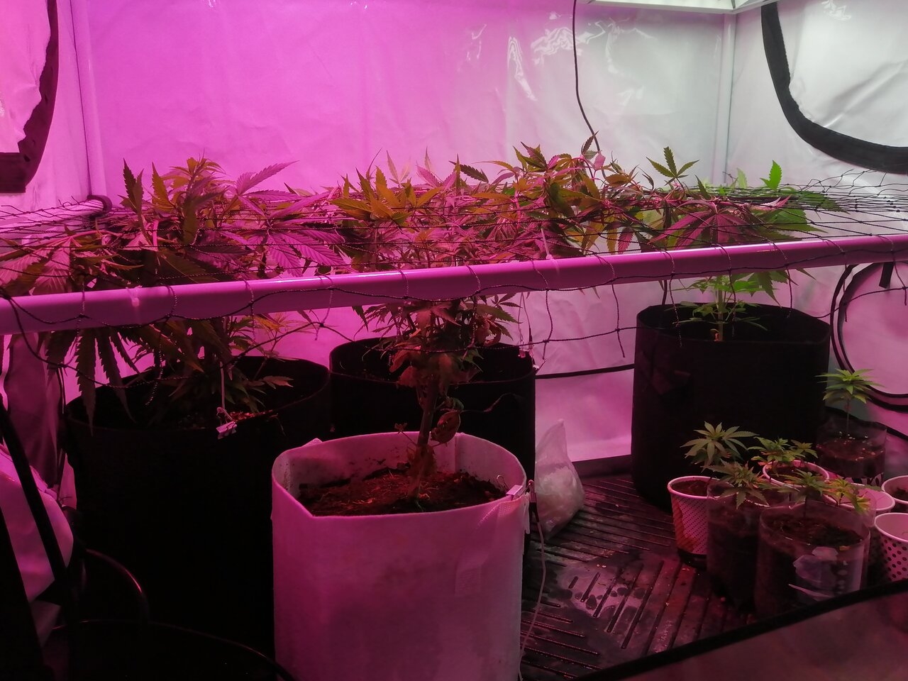 Tent #2 Multi Strain Scrog