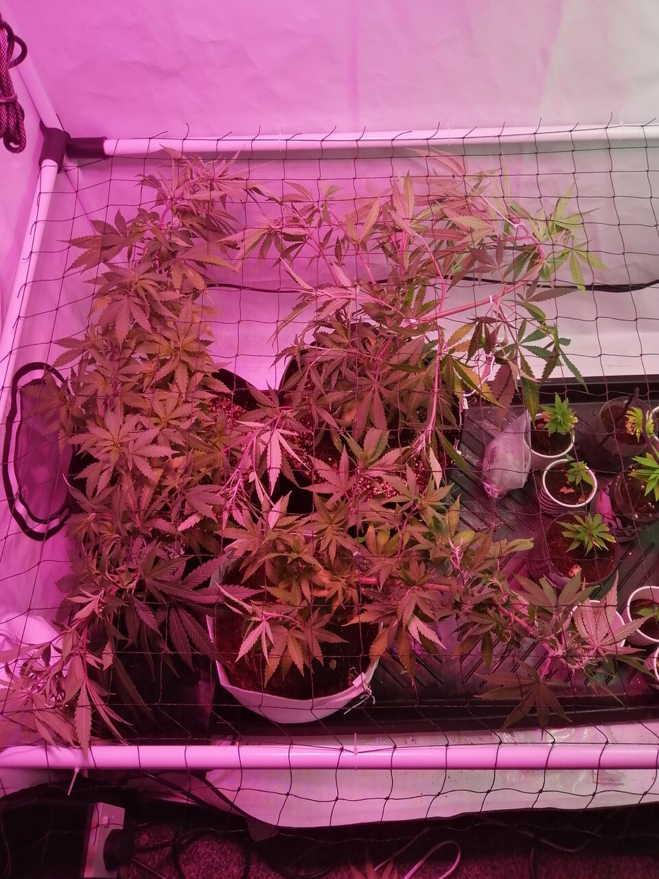 Tent #2 Multi Strain Scrog