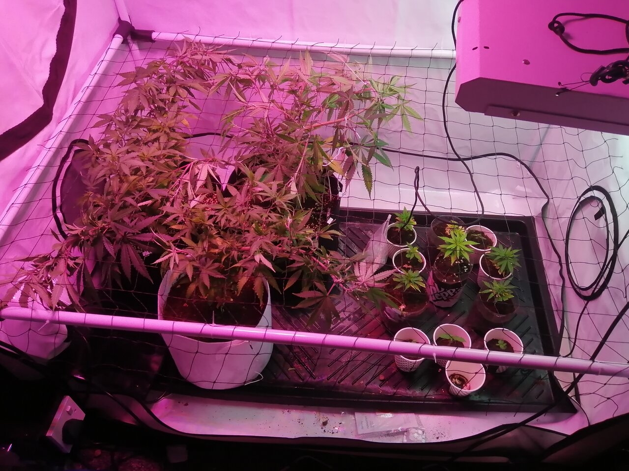 Tent #2 Multi Strain Scrog