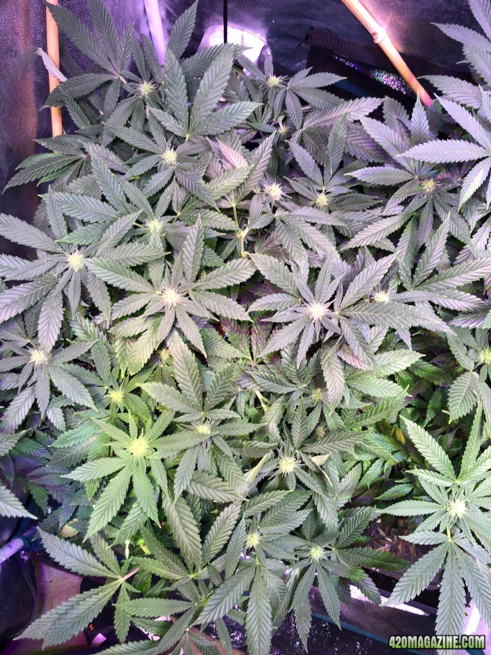 Tent 3 OG Kush 2