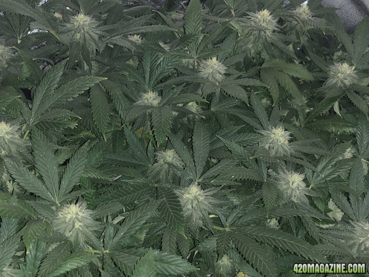 Tent 3 OG Kush