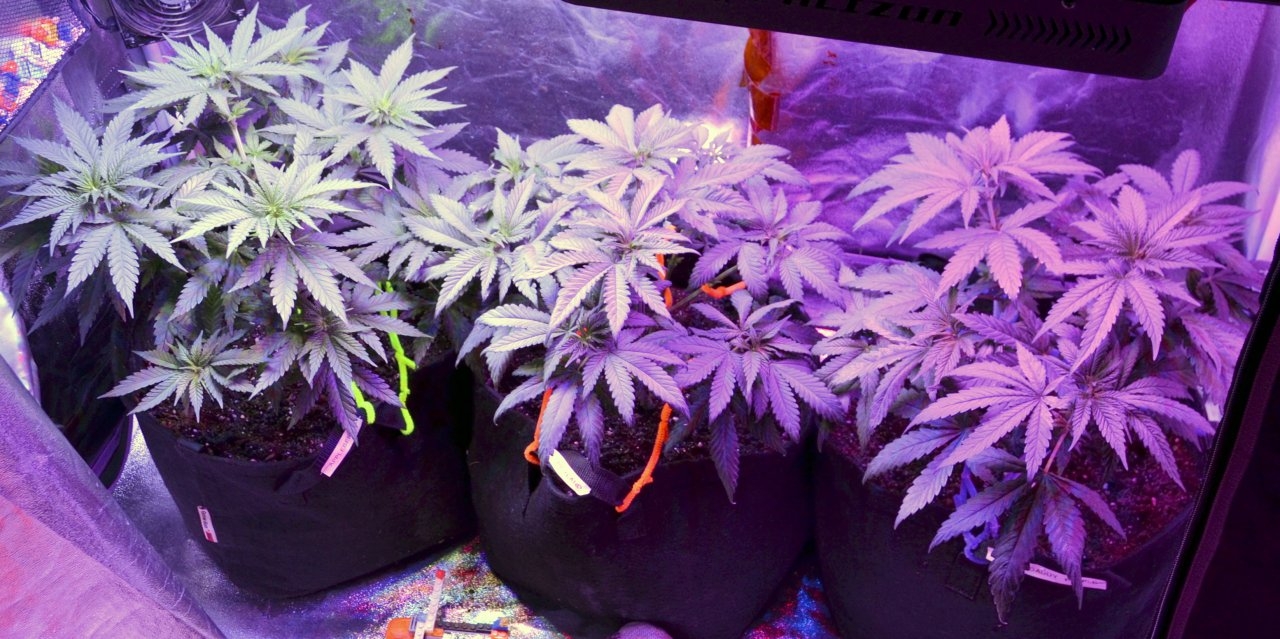 tent 5.5 weeks.JPG