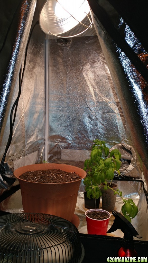 Tent grow and repot