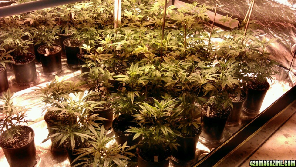 Tent Grow