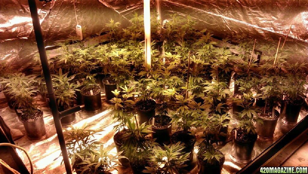 Tent Grow