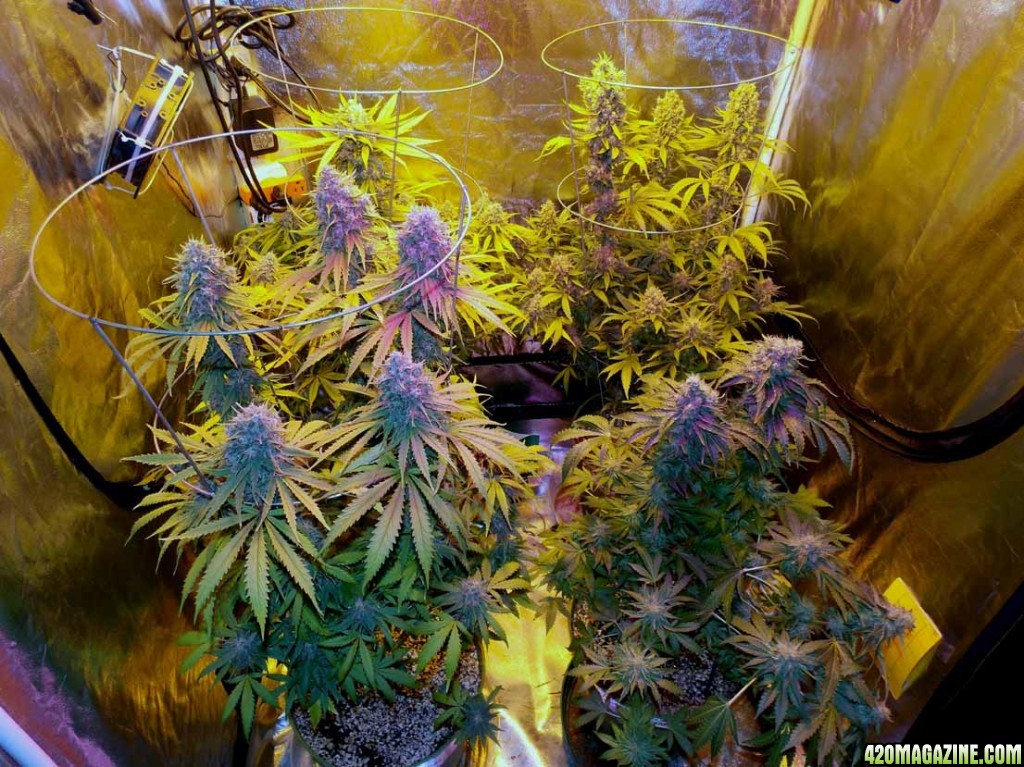 tent on day 57 of flowering