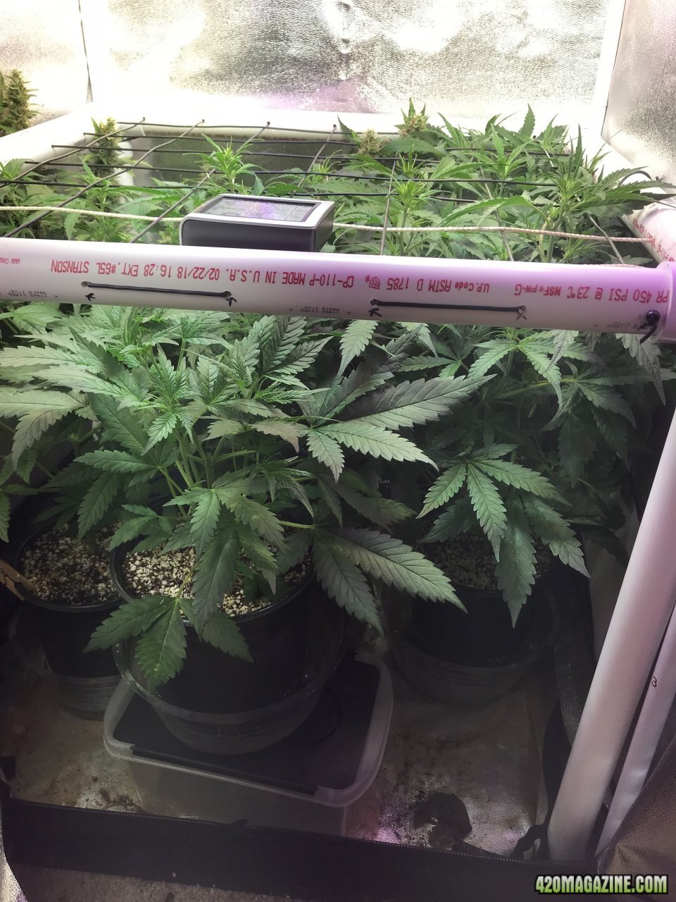 Tent SCROG 5-8-18.jpeg