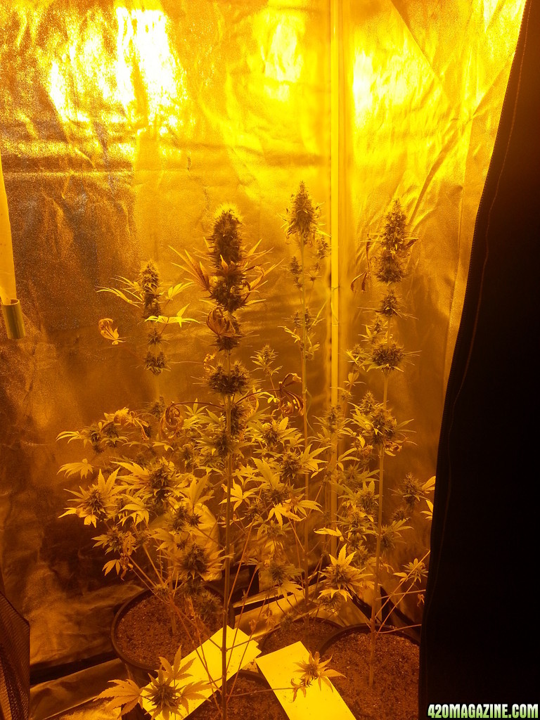 Tent week 7 (day 50)