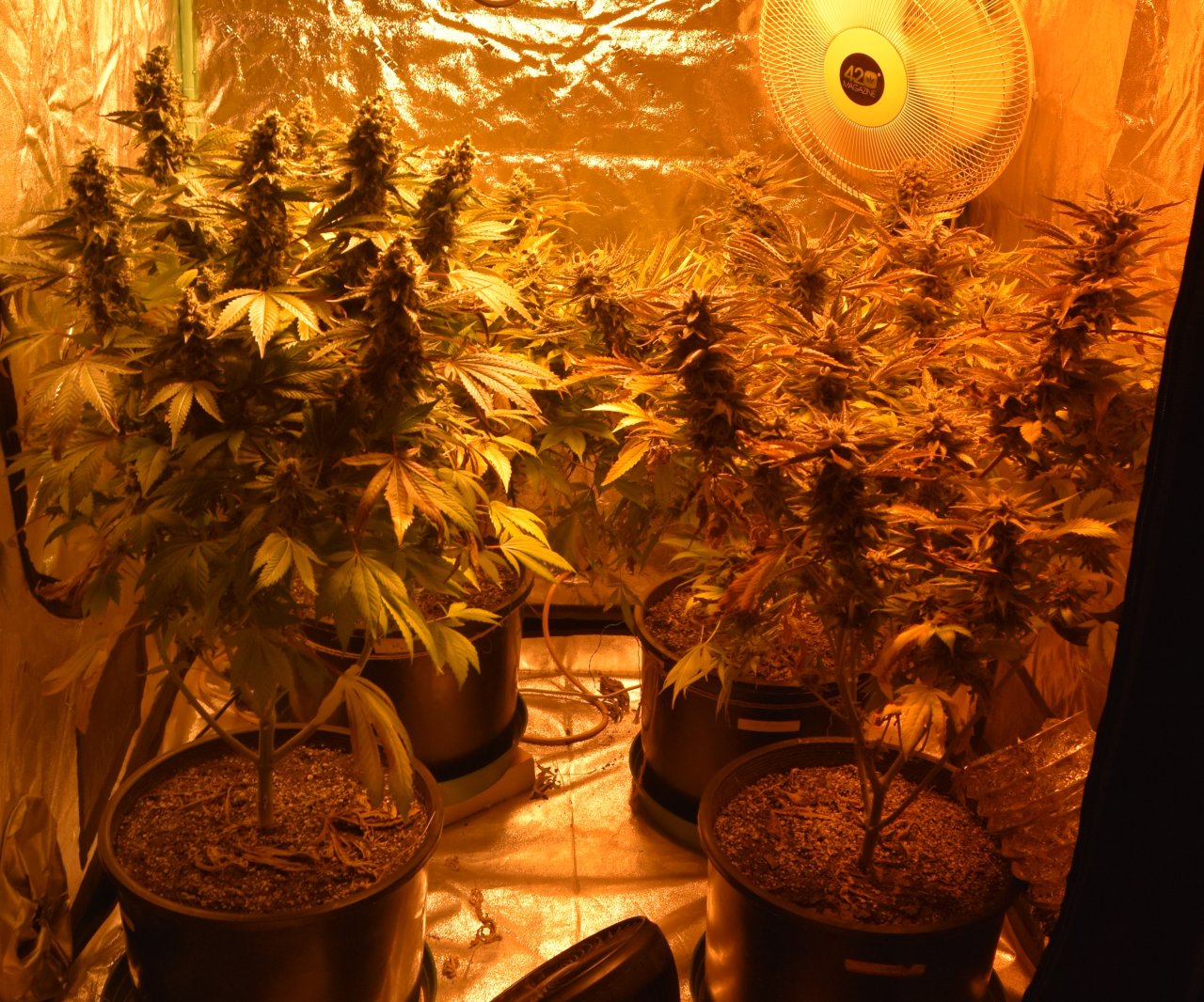 Tent_day51.JPG