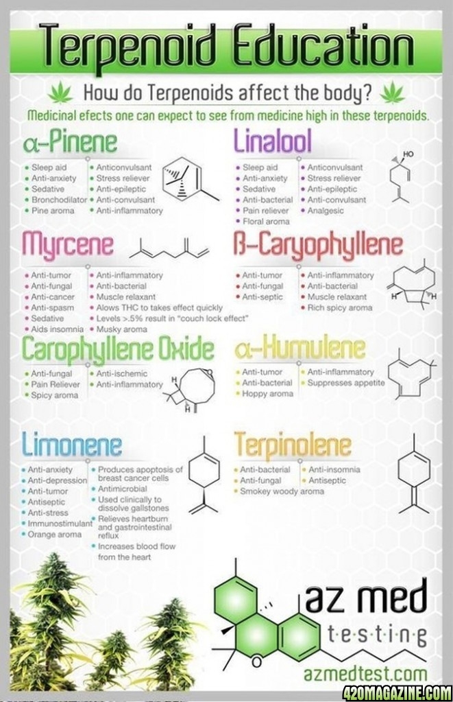 terpene education.jpg