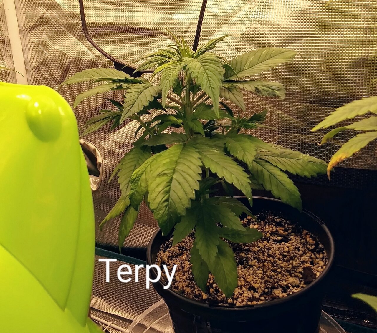 Terpy