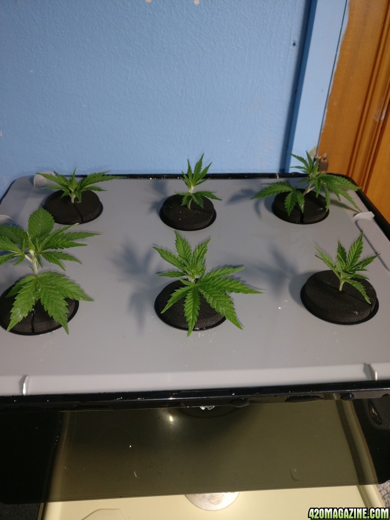 Test Clones 3