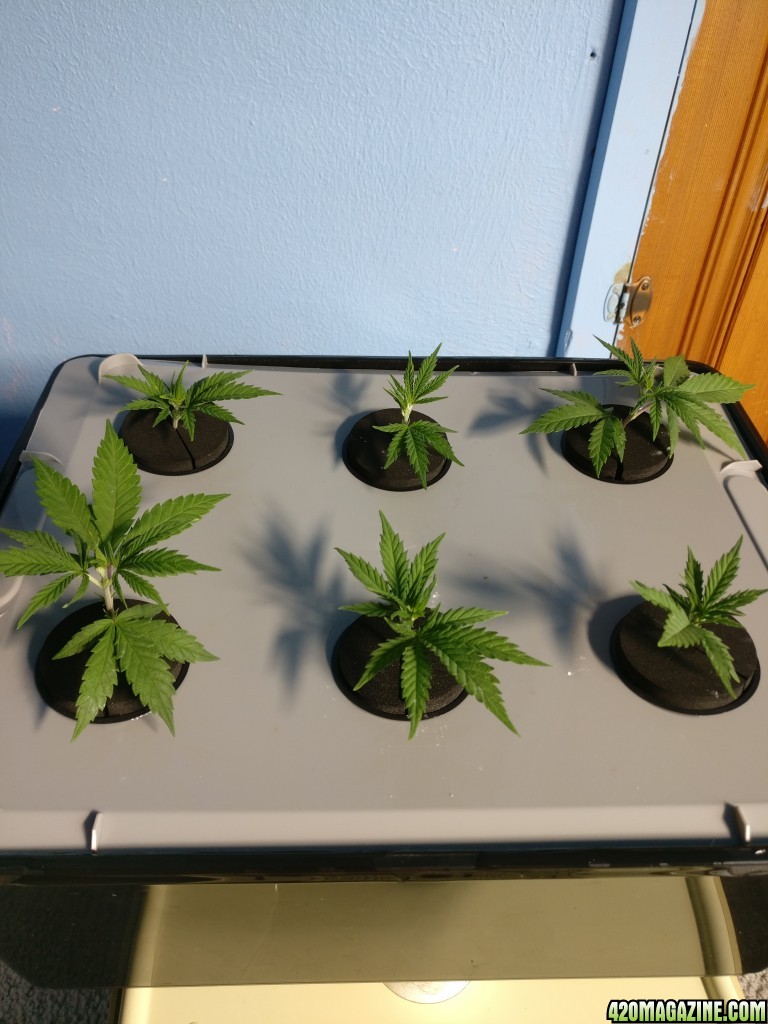 Test Clones 4