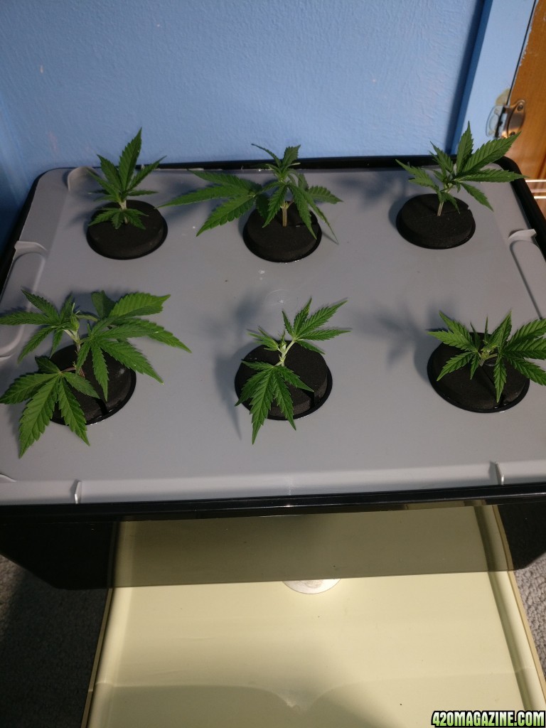 Test Clones 8