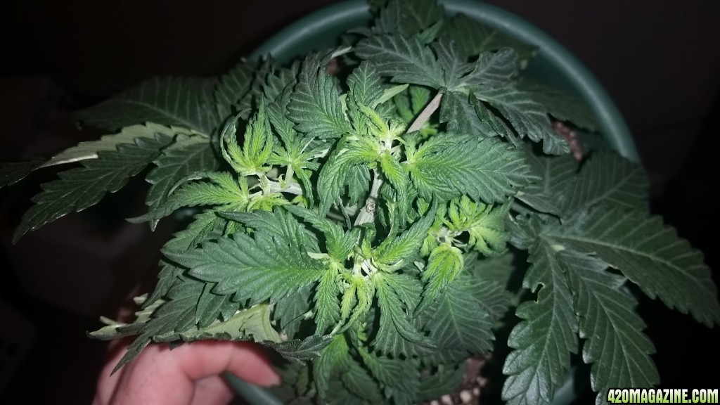 Test of endurance day 24 ak47