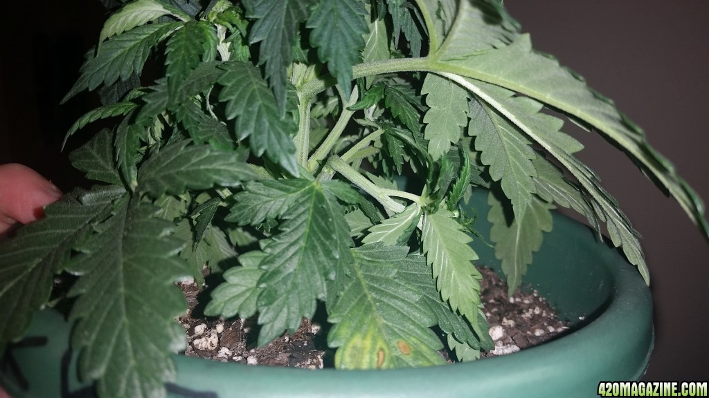 Test of endurance day 24 ak47