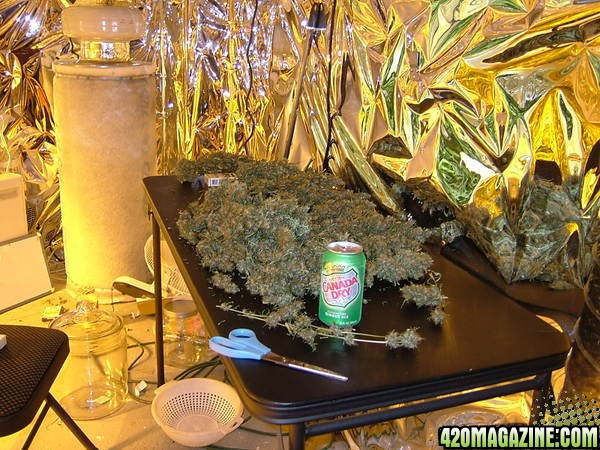 testgrow#2plantweighin