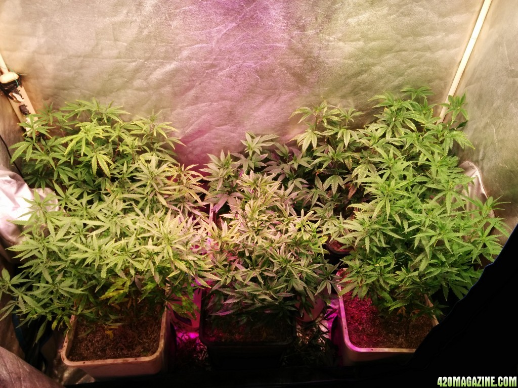 Testing the far red budmaster emerson led grow lights and flower ...