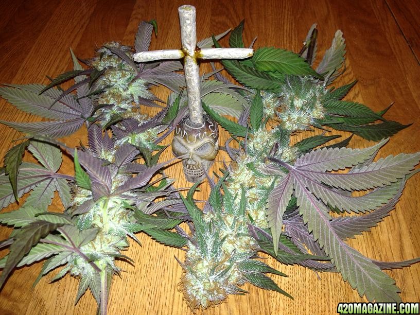 TGA Qush Buds with cross joint