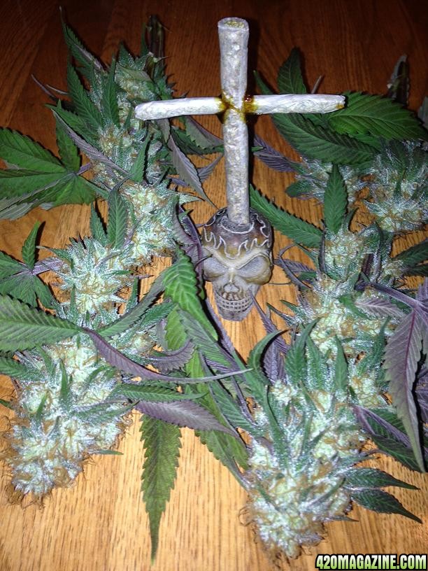 TGA Qush Buds with cross joint