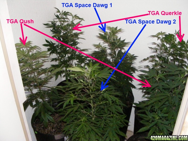 TGA SpaceDawg &amp; TGA Querkle