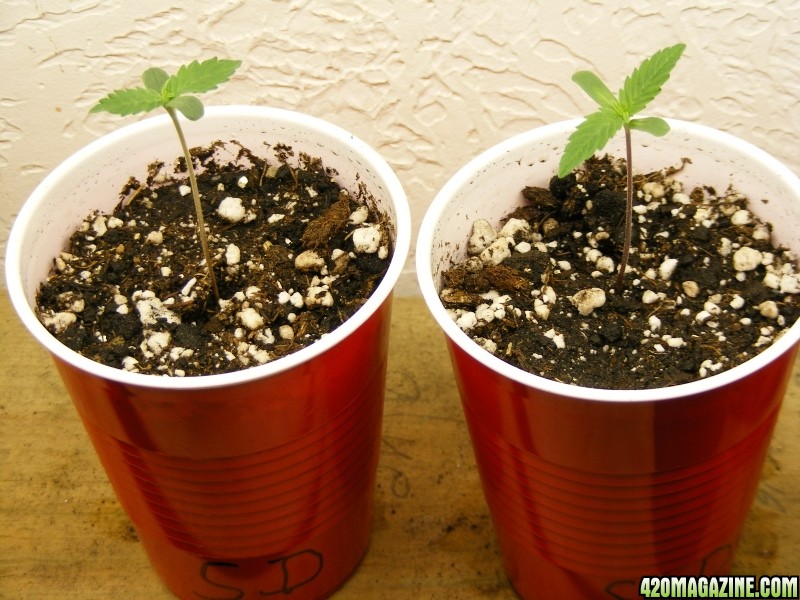 TGA SpaceDawg seedlings