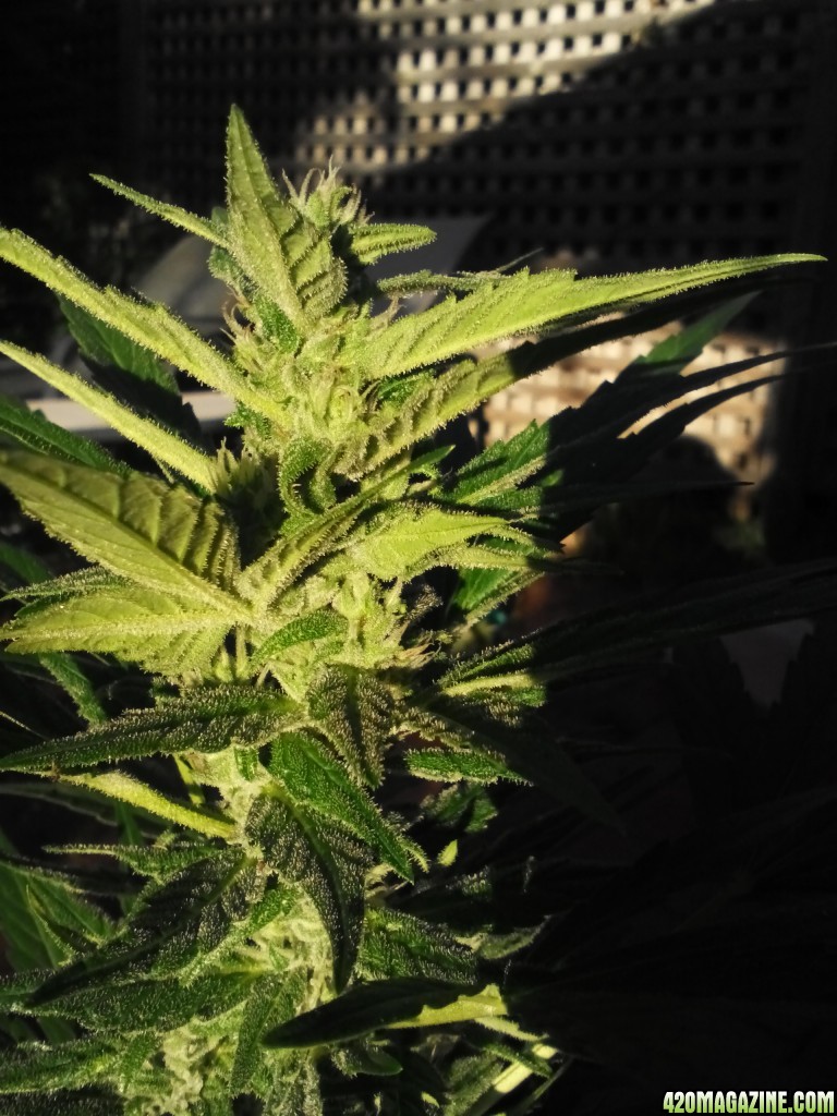 tha shiznit early budding